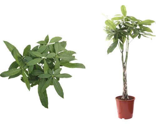 Geldbaum im Topf, geflochtener Stamm