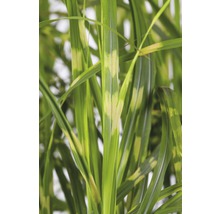 Blätter der Pflanze Chinaschilf mit Streifen