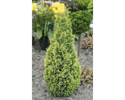 Gelber Kegel Lebensbaum im Gartenbeet