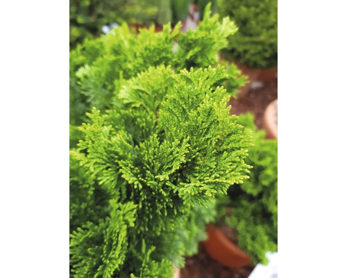 Chamaecyparis obtusa Nana Gracilis Pflanze im Topf