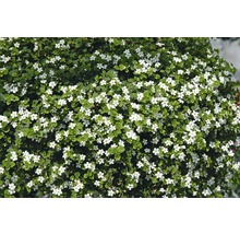 Blühende Sutera-Pflanze mit kleinen weißen Blüten und grünen Blättern.