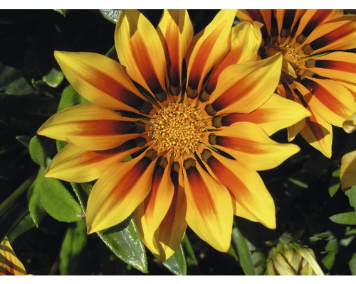 Gazanie Blume Nahaufnahme