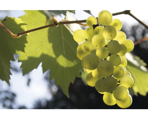 Bio Tafeltraube FloraSelf Bio Vitis vinifera 'Phoenix' H 60-100 cm Co 3 L