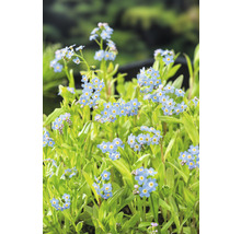 Vergissmeinnicht-Blumen mit grünen Blättern