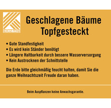 Informationen zu geschlagenen Bäumen im Topf von Hornbach