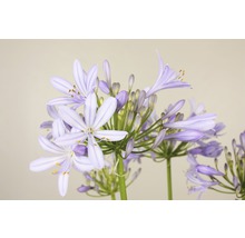 Nahaufnahme einer blühenden Schmucklilie