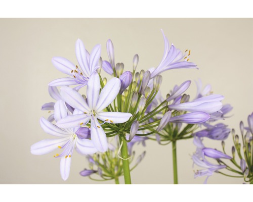 Nahaufnahme einer blühenden Schmucklilie