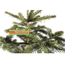 Nordmanntanne mit Etikett