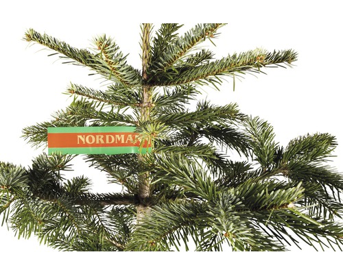 Nordmanntanne mit Etikett