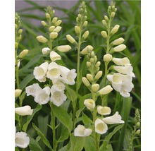 Blühende Digitalis Pflanze im Garten