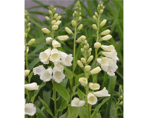 Blühende Digitalis Pflanze im Garten