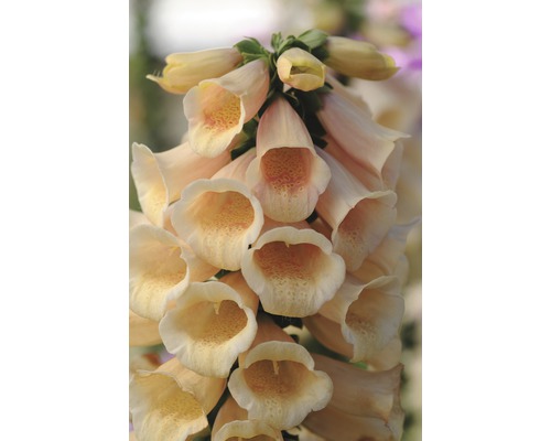 Nahaufnahme einer Digitalis-Pflanze mit glockenförmigen Blüten