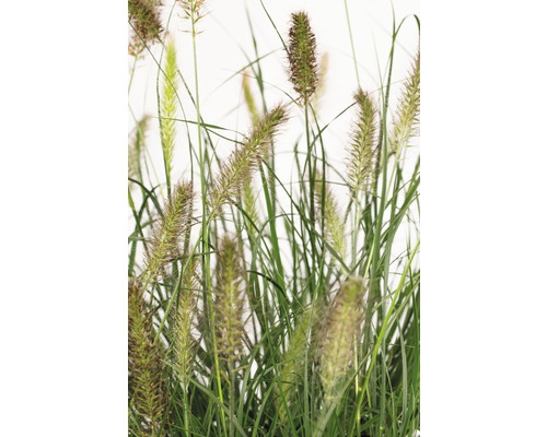 Dekorative Grasbüschel für den Garten