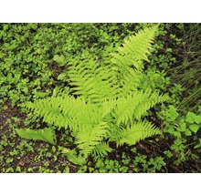 Farn im Gartenbeet