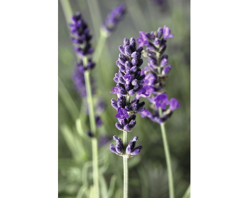 Nahaufnahme von Lavendelblüten