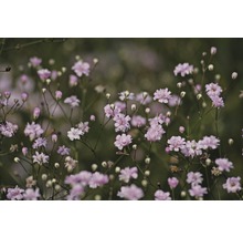 Nahaufnahme von Schleierkrautblüten