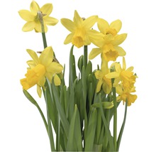 Gelbe Narzissen mit grünen Blättern