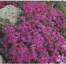 Kissen-Phlox im Gartenbeet