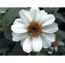 Nahaufnahme einer weißen Zinnie-Blüte im Garten