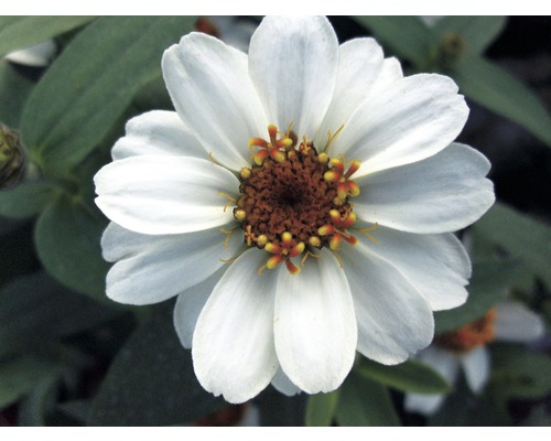 Nahaufnahme einer weißen Zinnie-Blüte im Garten