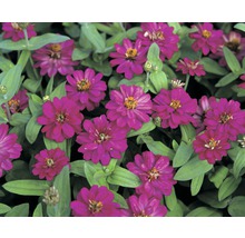 Nahaufnahme von Zinnienblüten mit grünen Blättern