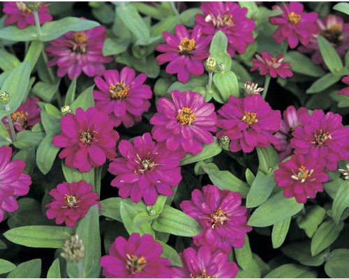 Nahaufnahme von Zinnienblüten mit grünen Blättern