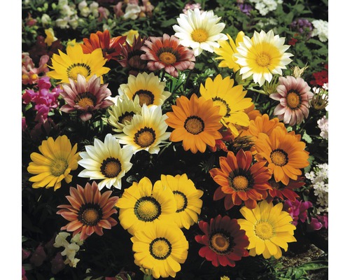 Verschiedenfarbige Gazanien im Gartenbeet