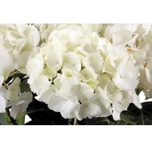 Nahaufnahme einer weißen Hortensienblüte