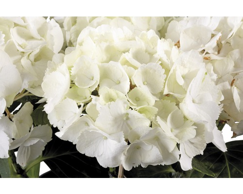 Nahaufnahme einer weißen Hortensienblüte