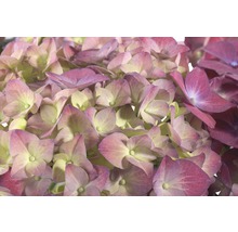 Nahaufnahme einer Hortensienblüte