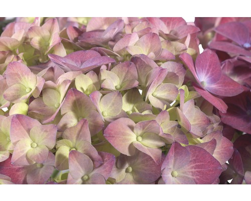 Nahaufnahme einer Hortensienblüte