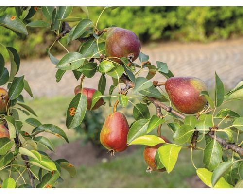 Bio Birnbaum FloraSelf Bio Pyrus communis 'Rote Williams Christbirne' Stammhöhe ca. 60 cm. Gesamthöhe 130-150 cm Co 7,5 L Busch