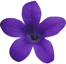Einzelne violette Glockenblume