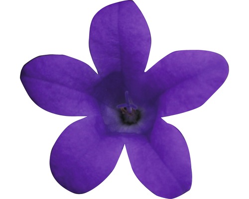 Einzelne violette Glockenblume