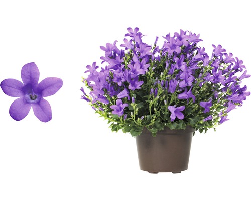 Glockenblume im Topf mit Blüte im Detail