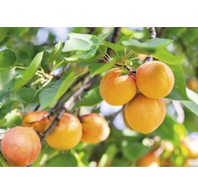 Aprikose Nancy FloraSelf Prunus armeniaca 'Nancy' H 130-150 cm Co 6 L selbstfruchtend-thumb-0