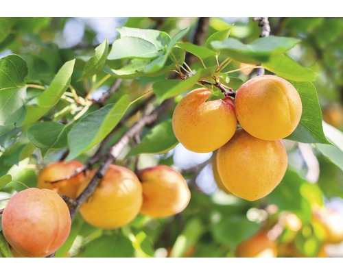 Aprikose Nancy FloraSelf Prunus armeniaca 'Nancy' H 130-150 cm Co 6 L selbstfruchtend-0