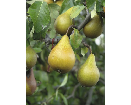 Herbstbirne FloraSelf Pyrus communis 'Gellerts Butterbirne' H 130-150 cm Co 6 L-0