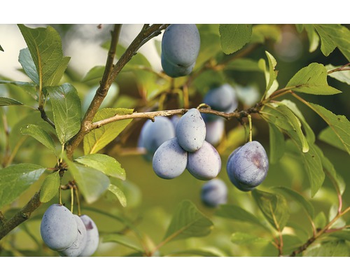 Bio Frühzwetschge FloraSelf Bio Prunus domestica 'Wangenheims Frühe' Stammhöhe ca. 60 cm Gesamthöhe ca. 130-150 cm Co 7,5 L Busch selbstfruchtend Pflaumen am Zweig mit Blättern