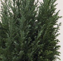 Scheinzypresse Ellwoodii FloraSelf H 20-30 cm Co 2 L-thumb-2