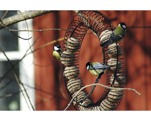 Drei Meisen an einem spiralförmigen Futterspender mit Futterknödeln