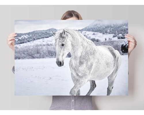 Person hält ein Poster mit einem weißen Pferd in einer verschneiten Landschaft.