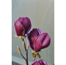 Magnolie, Tulpfenmagnolie Magnolia Hybride 'Genie' H 60-80 cm Co 7,5 L