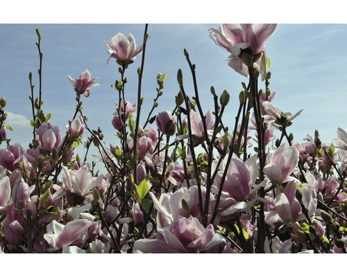 Blühende Magnolie im Garten