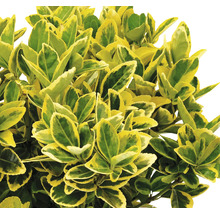 Immergrüner Spindelstrauch mit grün-gelben Blättern