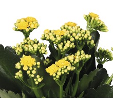 Gelbe Kalanchoe-Blüten in Nahaufnahme