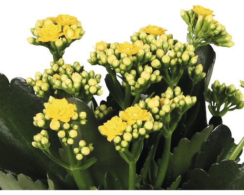 Gelbe Kalanchoe-Blüten in Nahaufnahme