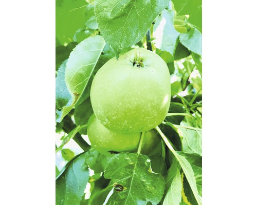 Bio Säulenapfel FloraSelf Bio Malus domestica 'Green Fink' H 130-150 cm Co 7,5 L Grüne Äpfel am Baum mit Blättern