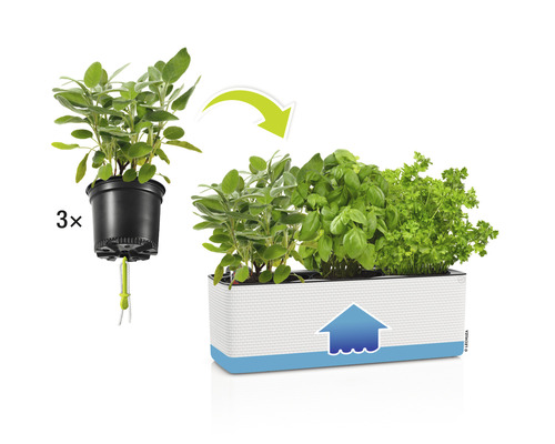 Kräuterkasten mit Basilikum, Petersilie und Salbei im Topf mit Bewässerungssystem