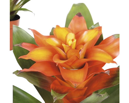 Bromelie Zimmerpflanze mit Blüte